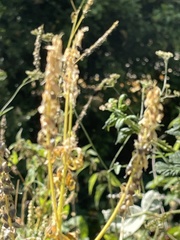 Melilotus altissimus