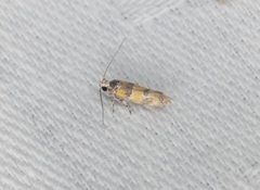Promalactis lobatifera