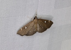Protonoceras capitalis