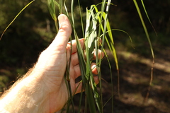 Austrostipa verticillata