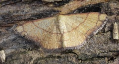 Pylargosceles steganioides
