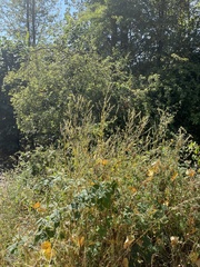 Melilotus altissimus