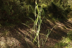 Austrostipa verticillata