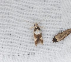 Stathmopoda opticaspis