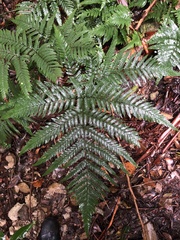 Lastreopsis marginans