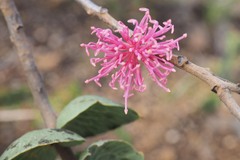 Hakea cucullata