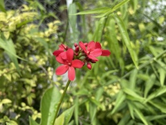 Jatropha integerrima