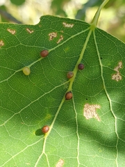 Harmandiola globuli