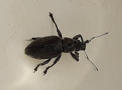 Brachyderes incanus