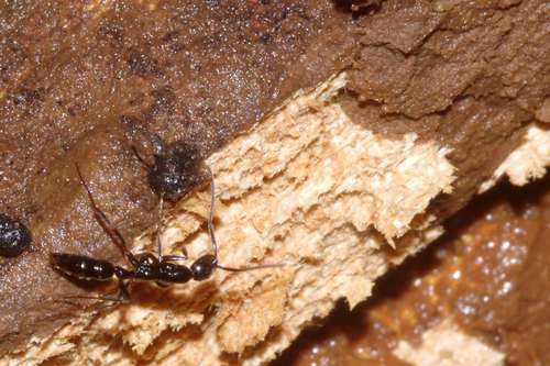 Leptogenys harmsiLeptogenys harmsi