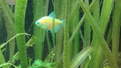 Gymnocorymbus ternetzi