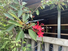 Jatropha integerrima