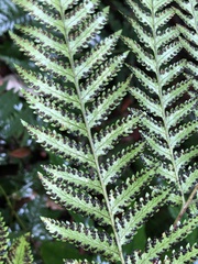 Lastreopsis marginans