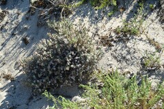 Crucianella maritima