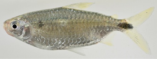 Nurse tetra (Brycinus nurse) — Alestidae — 3