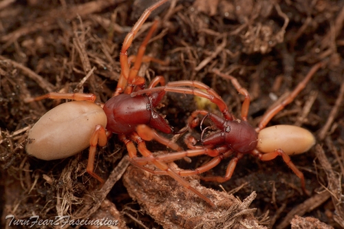 Woodlouse spider
