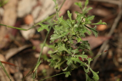 Vittadinia dissecta hirta