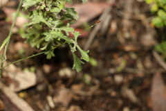 Vittadinia dissecta hirta