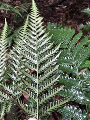 Lastreopsis marginans