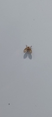 Clogmia albipunctata