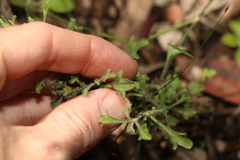 Vittadinia dissecta hirta