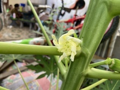 Carica papaya