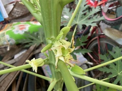 Carica papaya