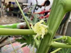 Carica papaya