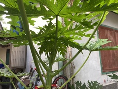 Carica papaya