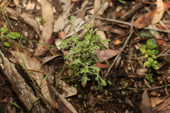 Vittadinia dissecta hirta