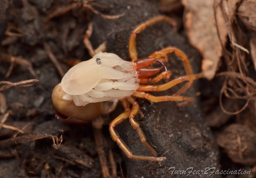 Woodlouse spider