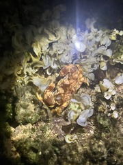 Juxtaxanthias intonsus