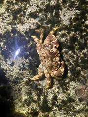 Juxtaxanthias intonsus