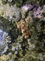 Juxtaxanthias intonsus