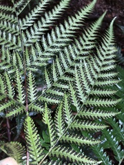 Lastreopsis marginans