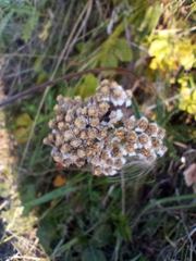 Achillea millefolium