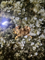 Juxtaxanthias intonsus