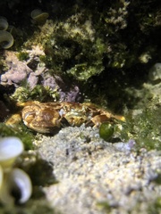 Juxtaxanthias intonsus