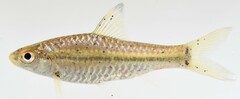 Enteromius macrops