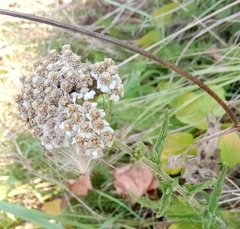 Achillea millefolium
