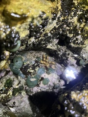 Juxtaxanthias intonsus