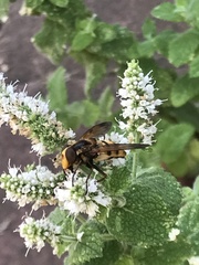 Volucella inanis