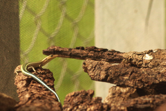 Cryptoblepharus egeriae