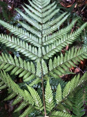 Lastreopsis marginans