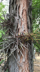 Gleditsia triacanthos