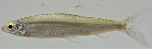Twotone distichodus (Paradistichodus dimidiatus) — Distichodontidae — 5