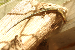 Cryptoblepharus egeriae