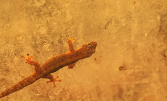 Lepidodactylus listeri