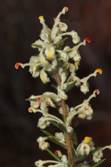 Grevillea scabra