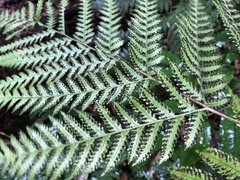 Lastreopsis marginans